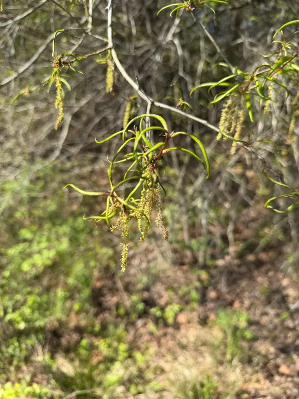 Willow oak