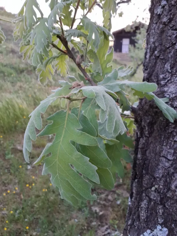 Pyrenean oak
