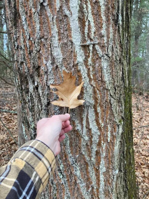 Northern red oak