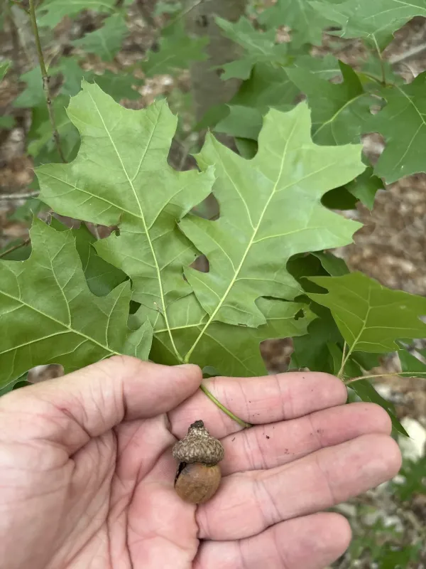 Shumard Oak