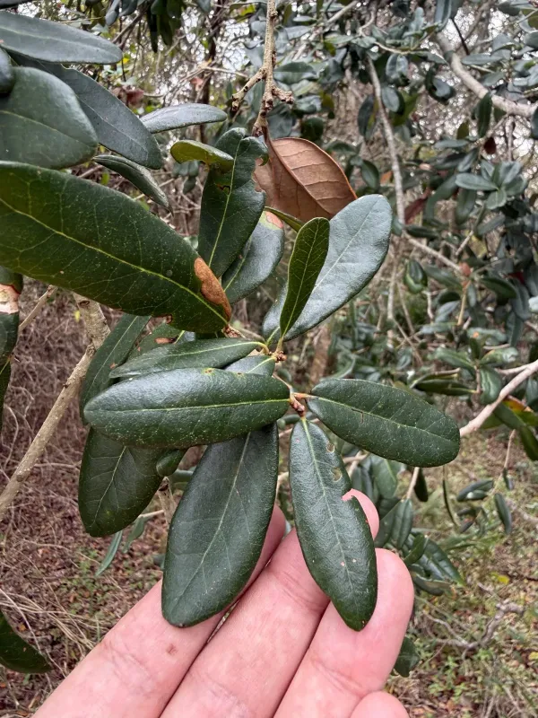 Southern live oak