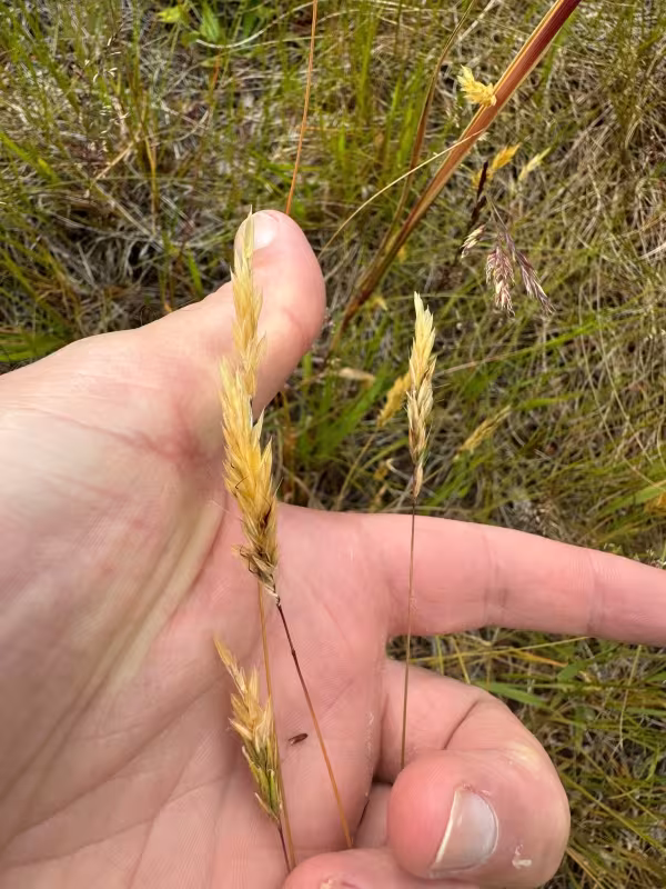 Sweet vernal grass