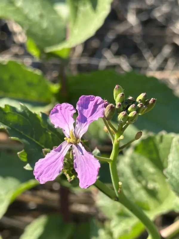 Wild radish