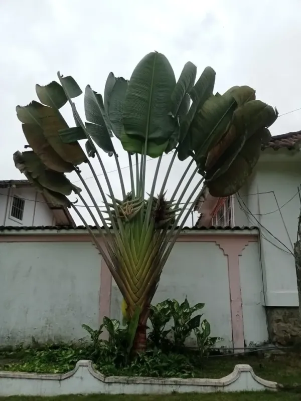 Traveller's palm