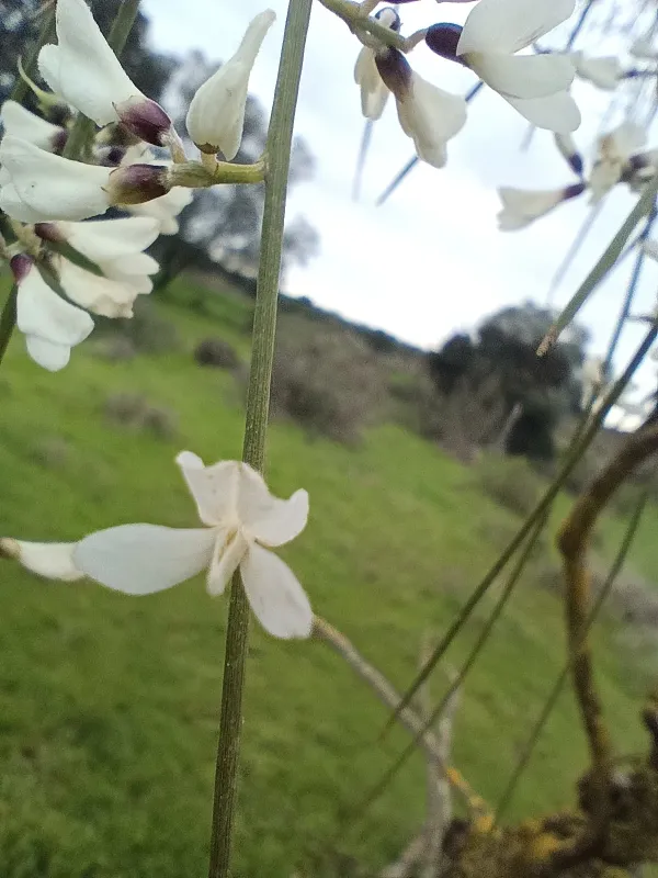 White weeping broom
