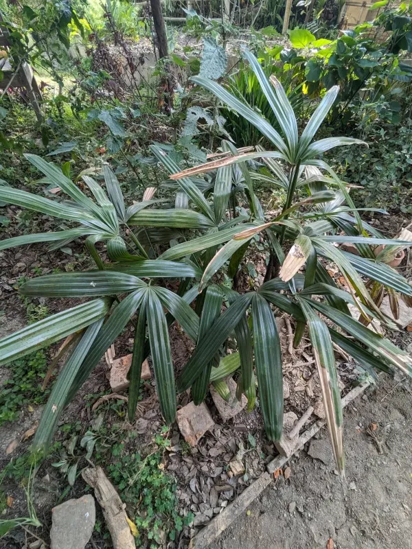 Broadleaf lady palm