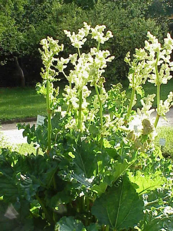 Chinese rhubarb