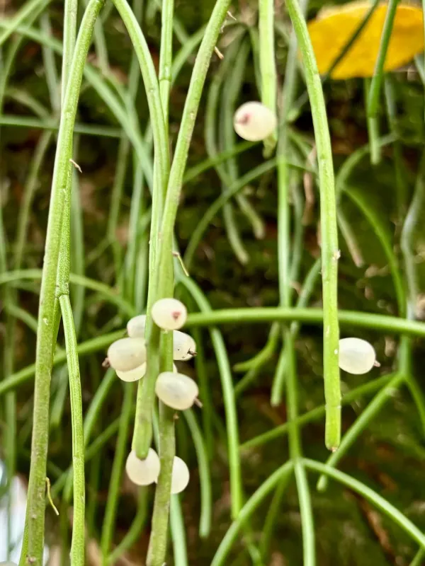 Mistletoe cactus