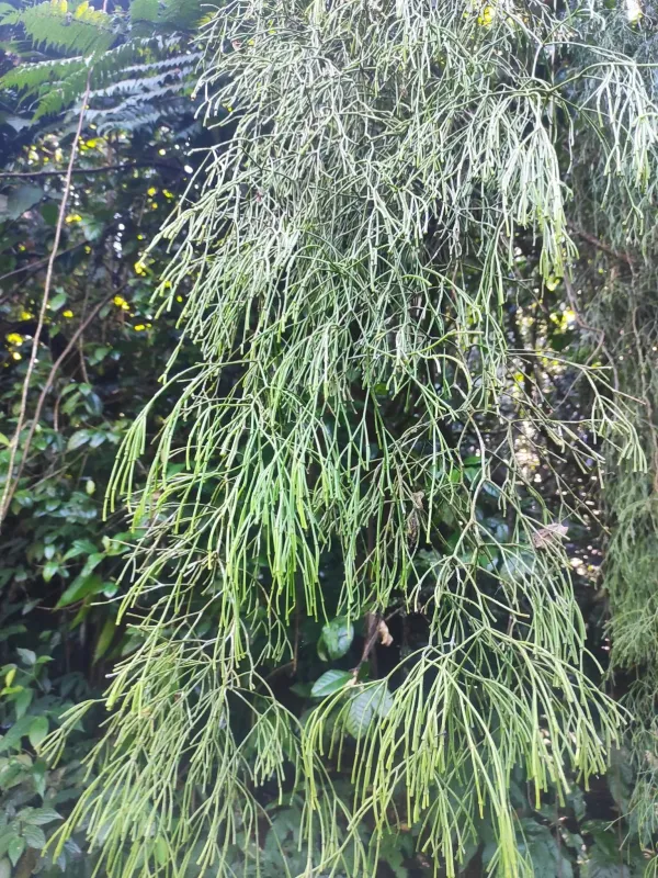 Rhipsalis clavata