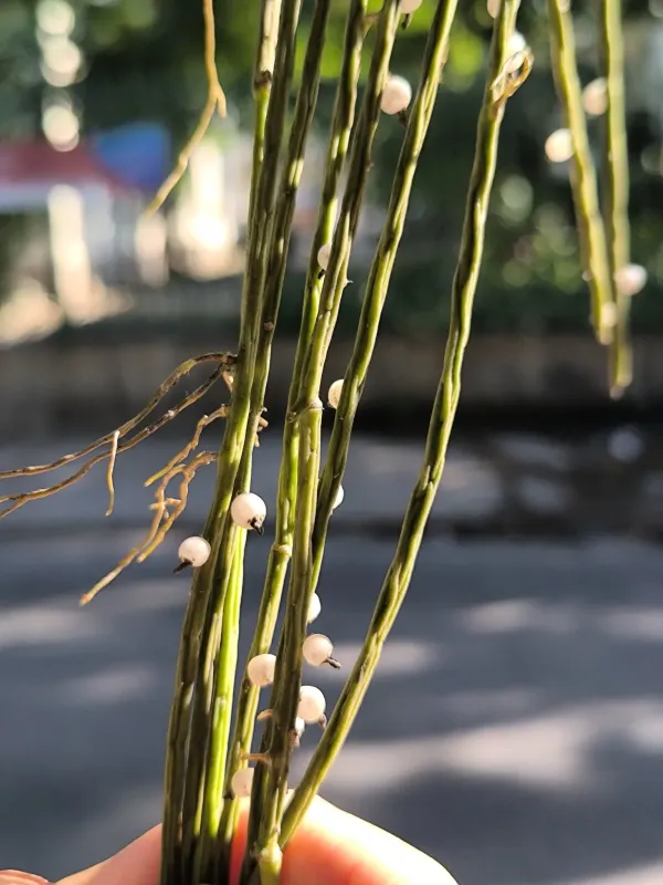 Rhipsalis lindbergiana