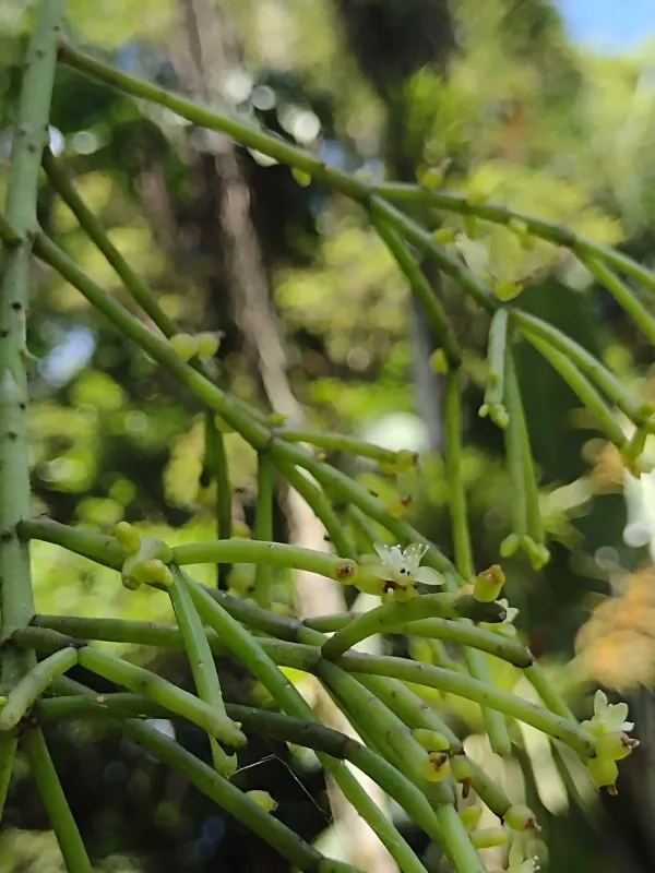 Rhipsalis teres