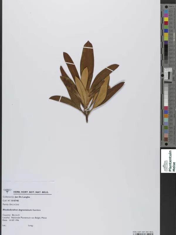 Rhododendron degronianum