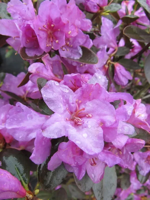 Rhododendron hybrid