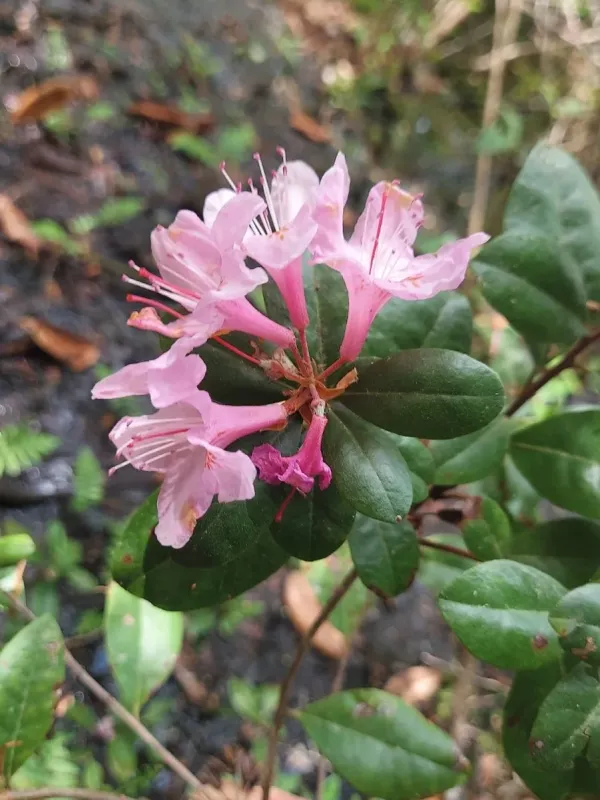 Rhododendron hybrid