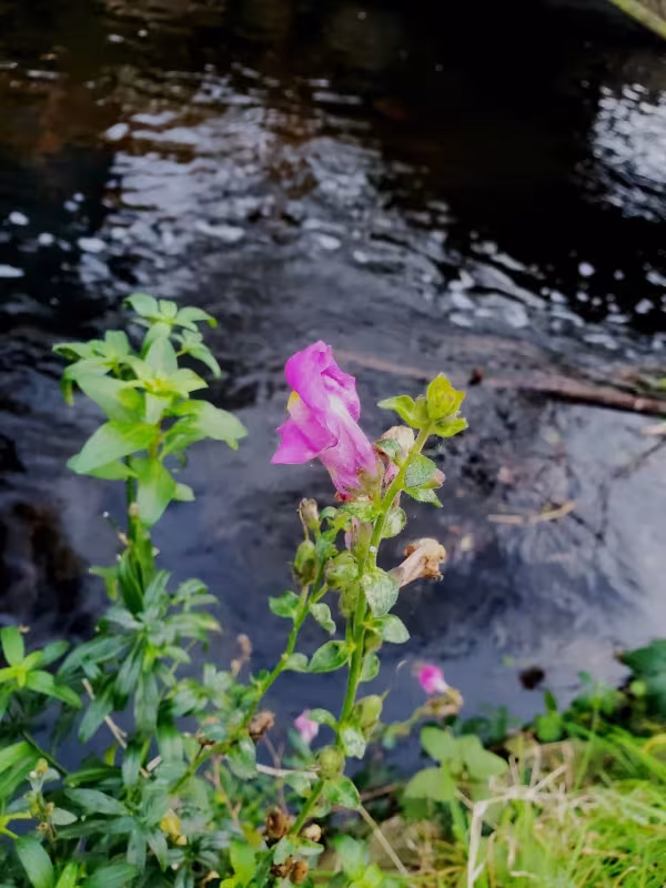 Snapdragon