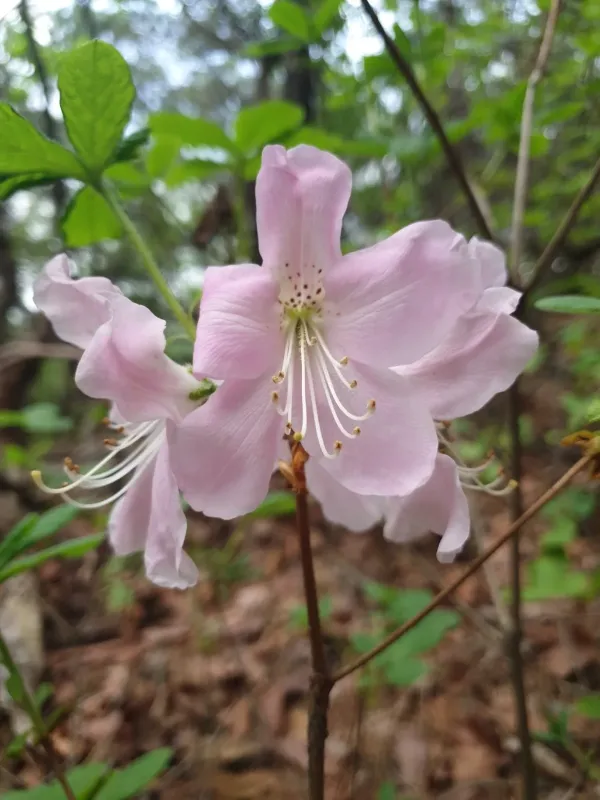 Royal Azalea