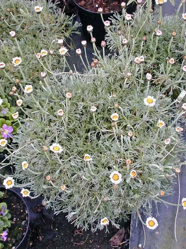 Rhodanthemum gayanum