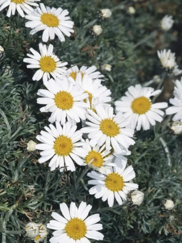Rhodanthemum hosmariense