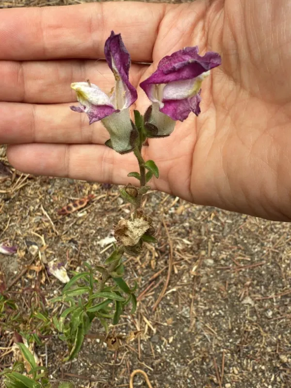 Snapdragon