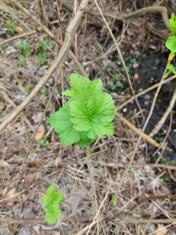 Few-flowered currant