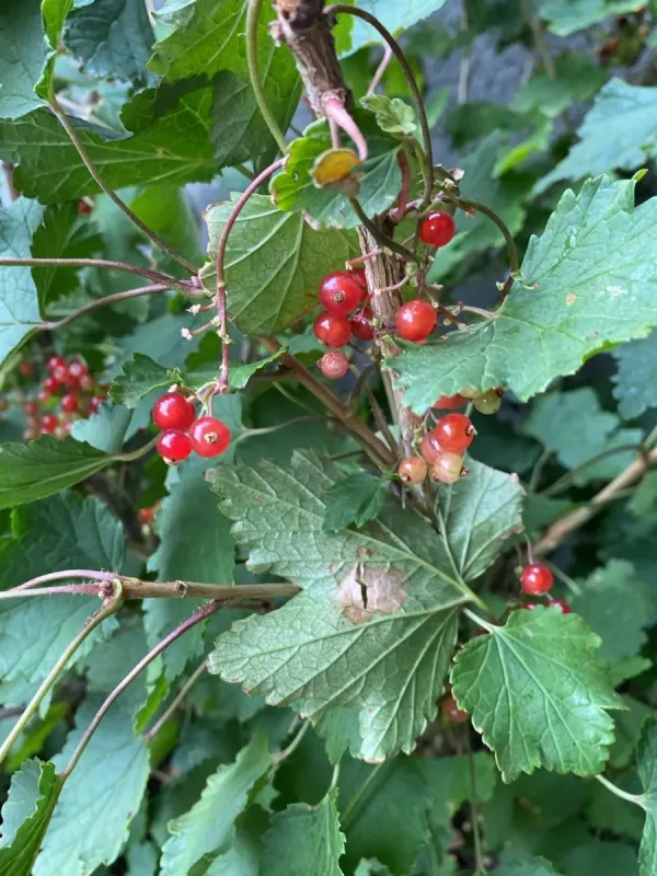 Houghton currant