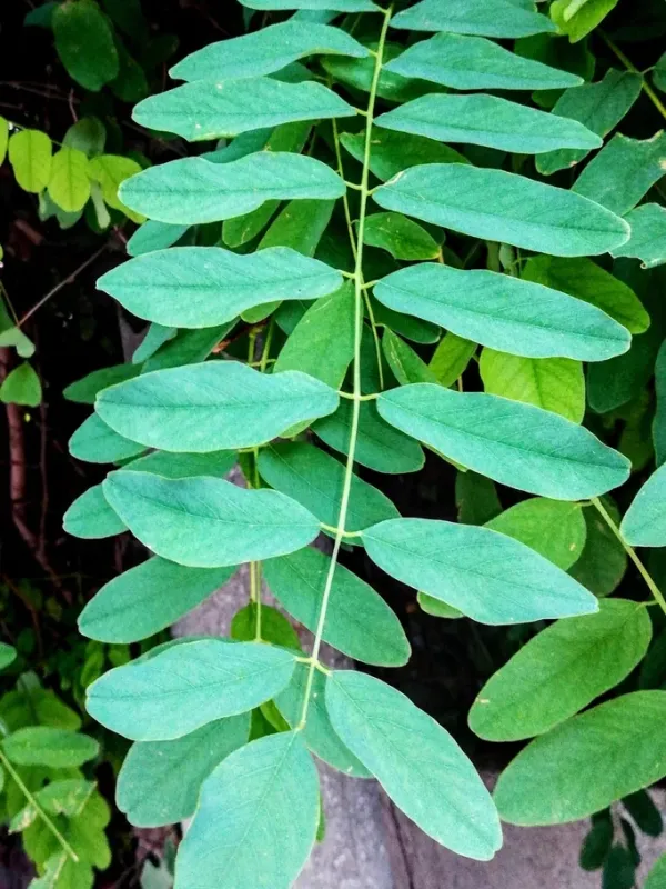 Robinia margaretta