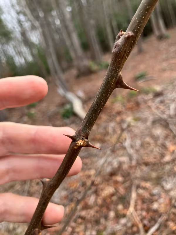 Black locust