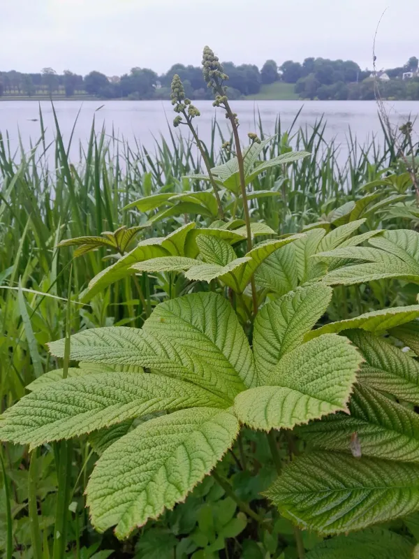 Featherleaf Rodgersia