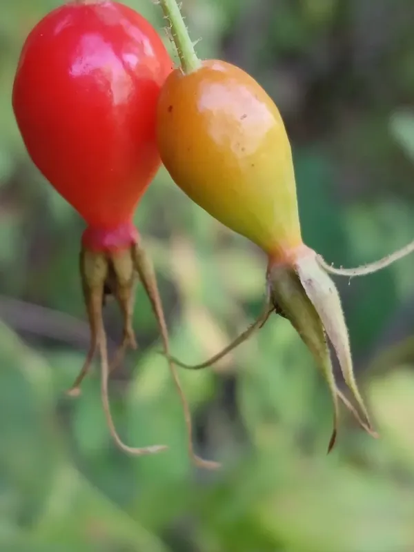 Rosa laxa