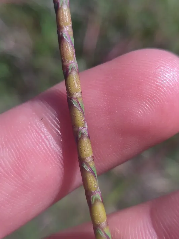 Coelorachis cylindrica