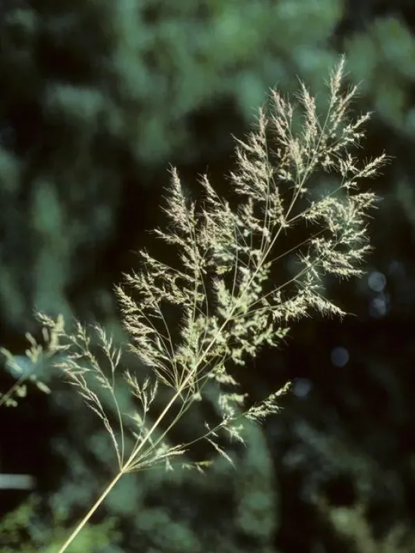 Loose silky-bent