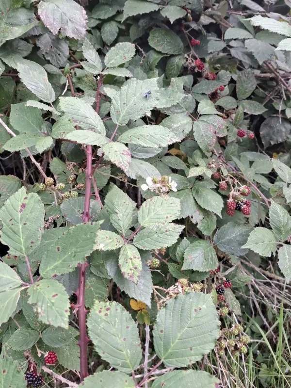 Grabowski's blackberry