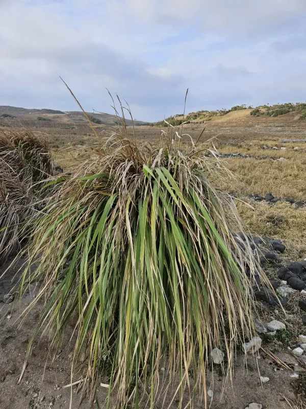 Saccharum arundinaceum