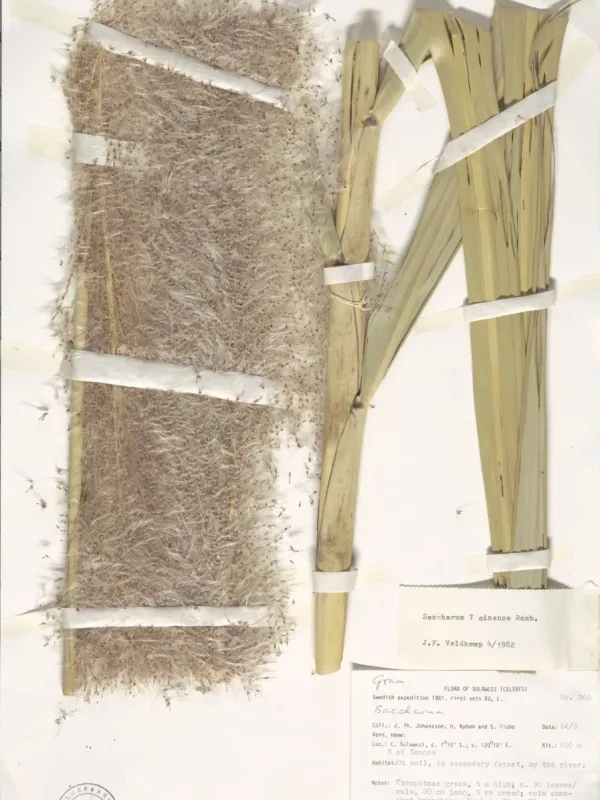 Chinese sugarcane