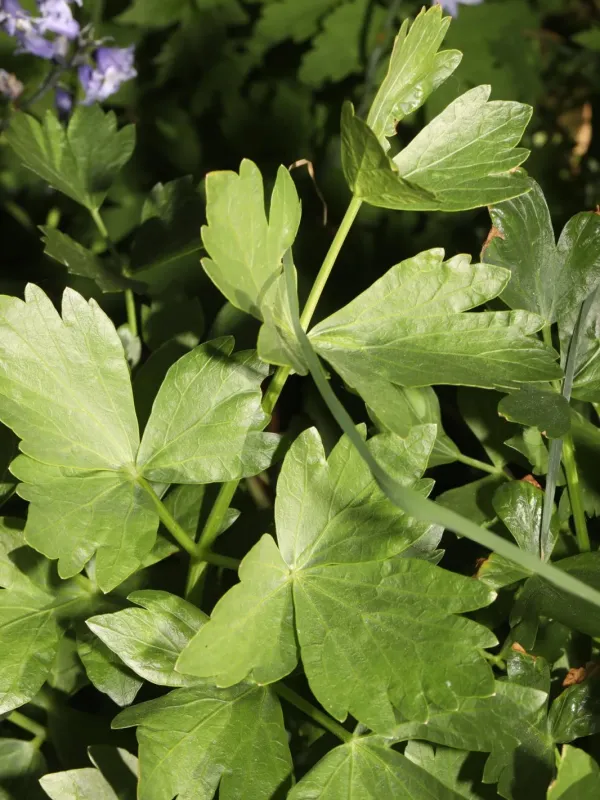 Celery