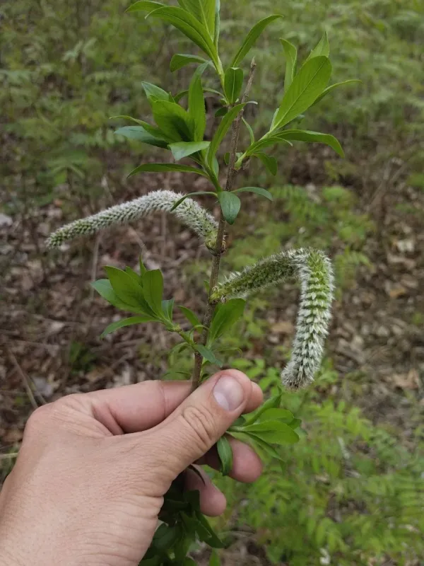 Salix gracilistyla