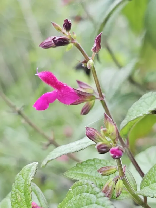 Chiapas sage