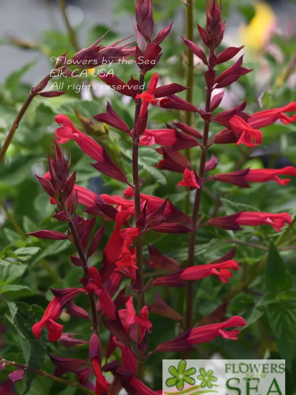 Darcy's Sage