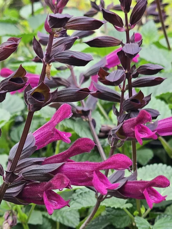 Hybrid Sage