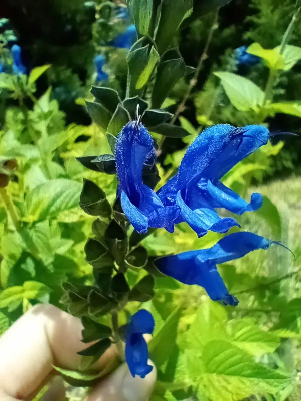 Anise-scented sage