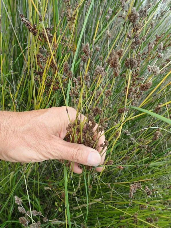 Apodasmia similis