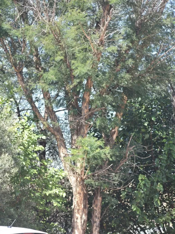 Vachellia sieberiana