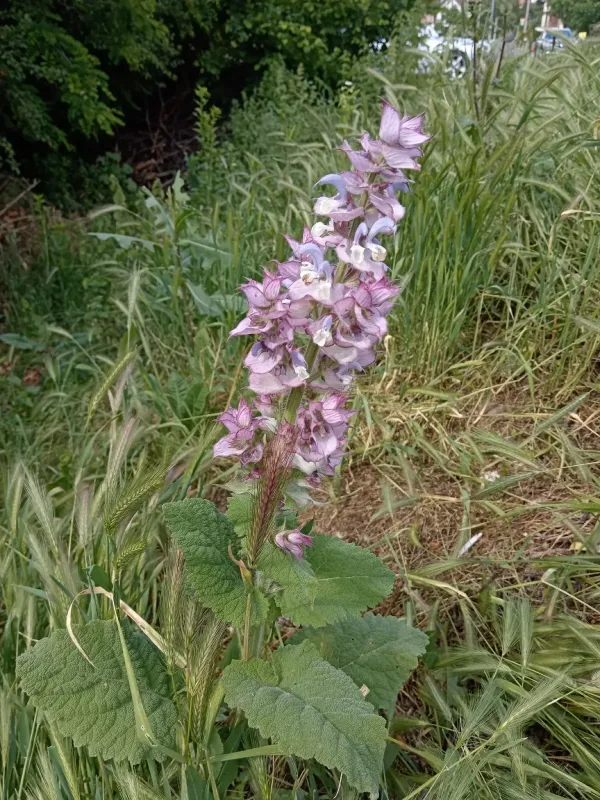 Clary sage