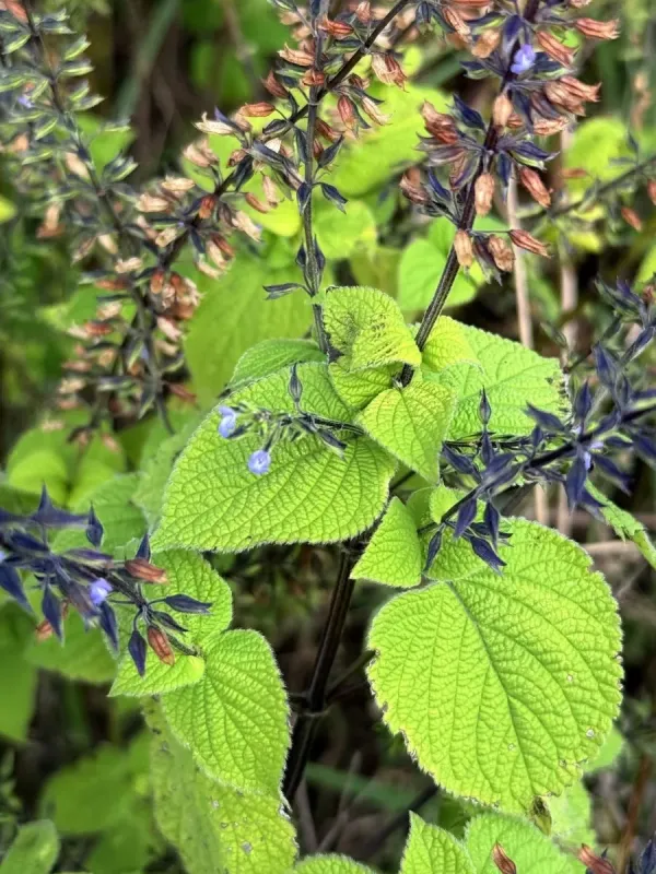 Linden-leaf sage
