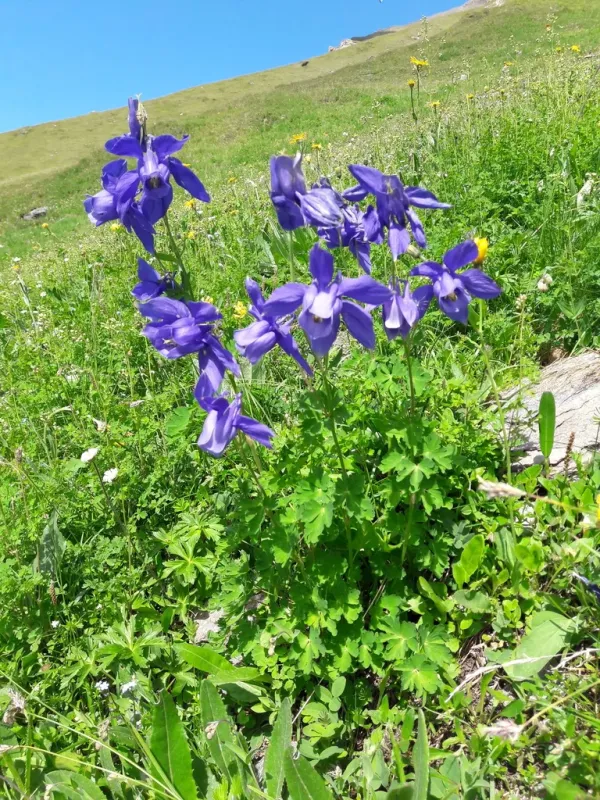 Alpine columbine