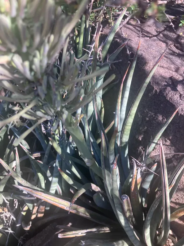 Sansevieria aethiopica