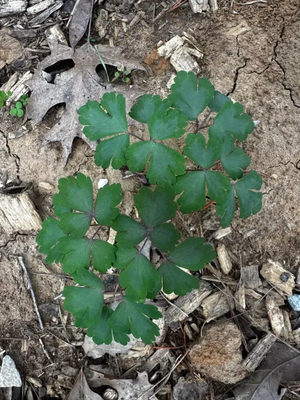 Canadian columbine