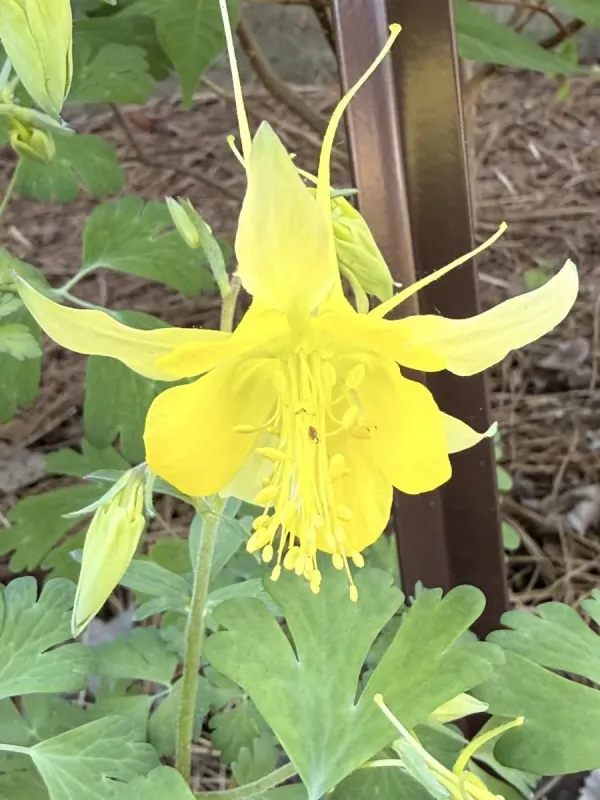 Golden columbine