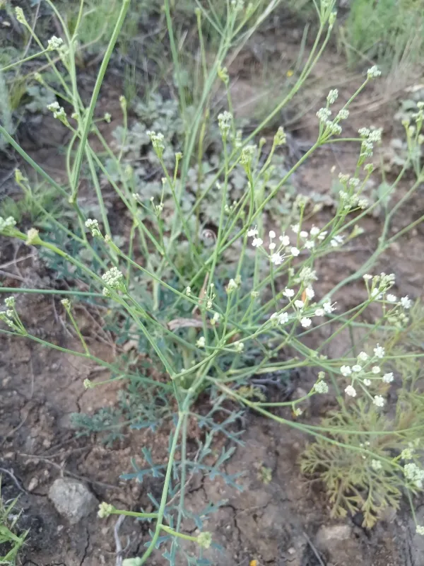 Saposhnikovia seseloides