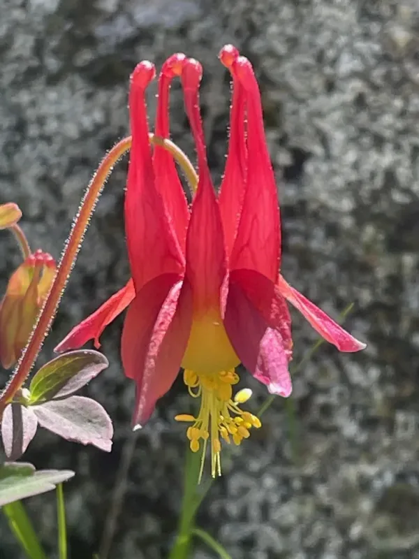 Hybrid columbine